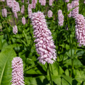 Persicaria bistorta Superba - Renouée bistorte Superba - Renouée - Persicaire