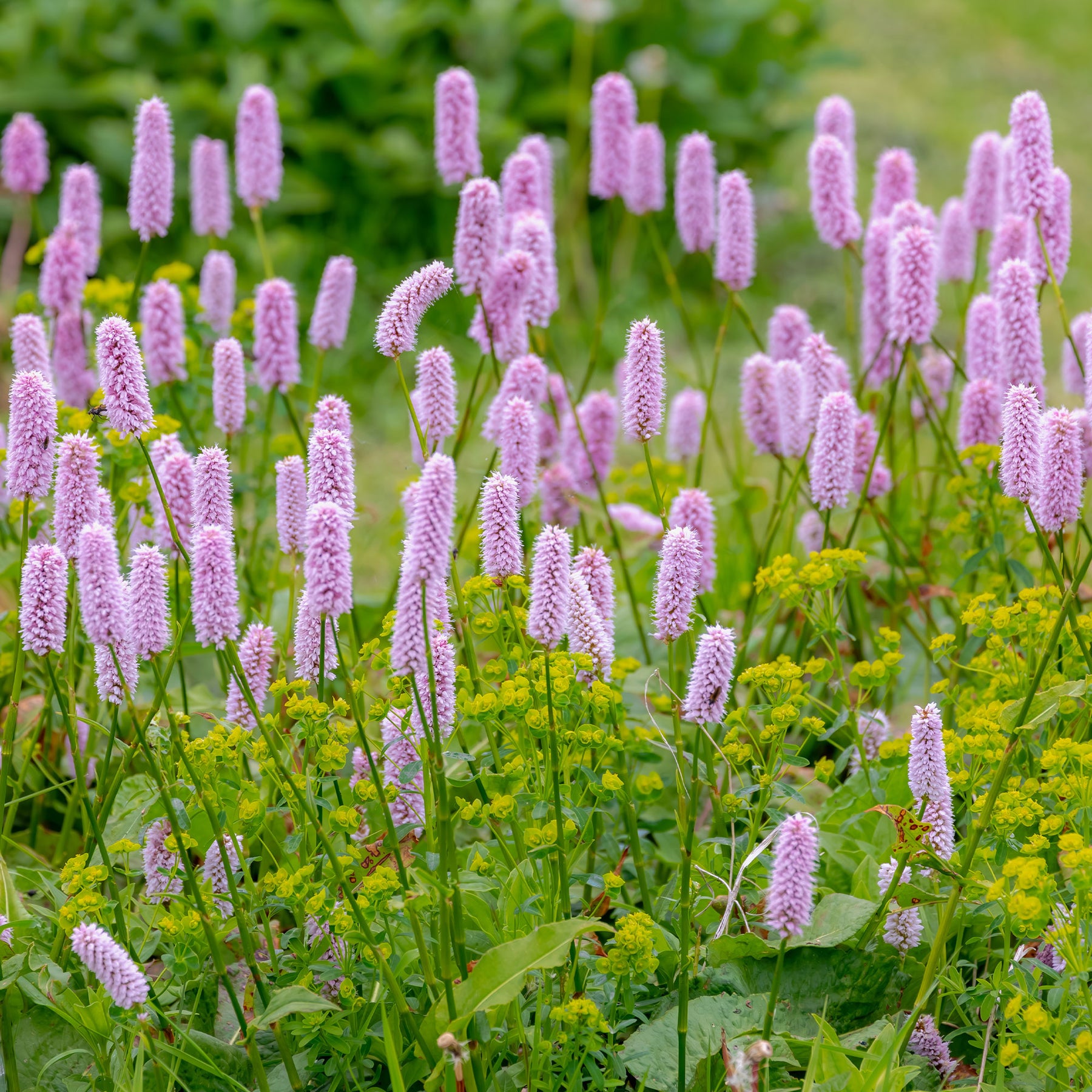 Renouée bistorte Superba - Persicaria bistorta Superba - Willemse