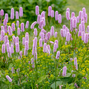 Renouée bistorte Superba - Persicaria bistorta Superba - Willemse