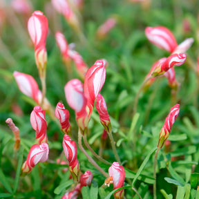 Collection de 15 Oxalis striés