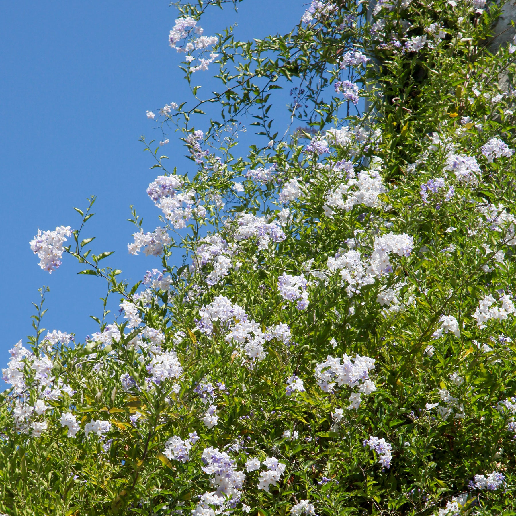 Morelle faux-jasmin - Willemse