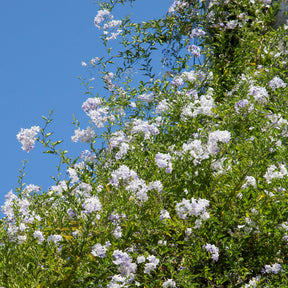 Morelle faux-jasmin - Willemse