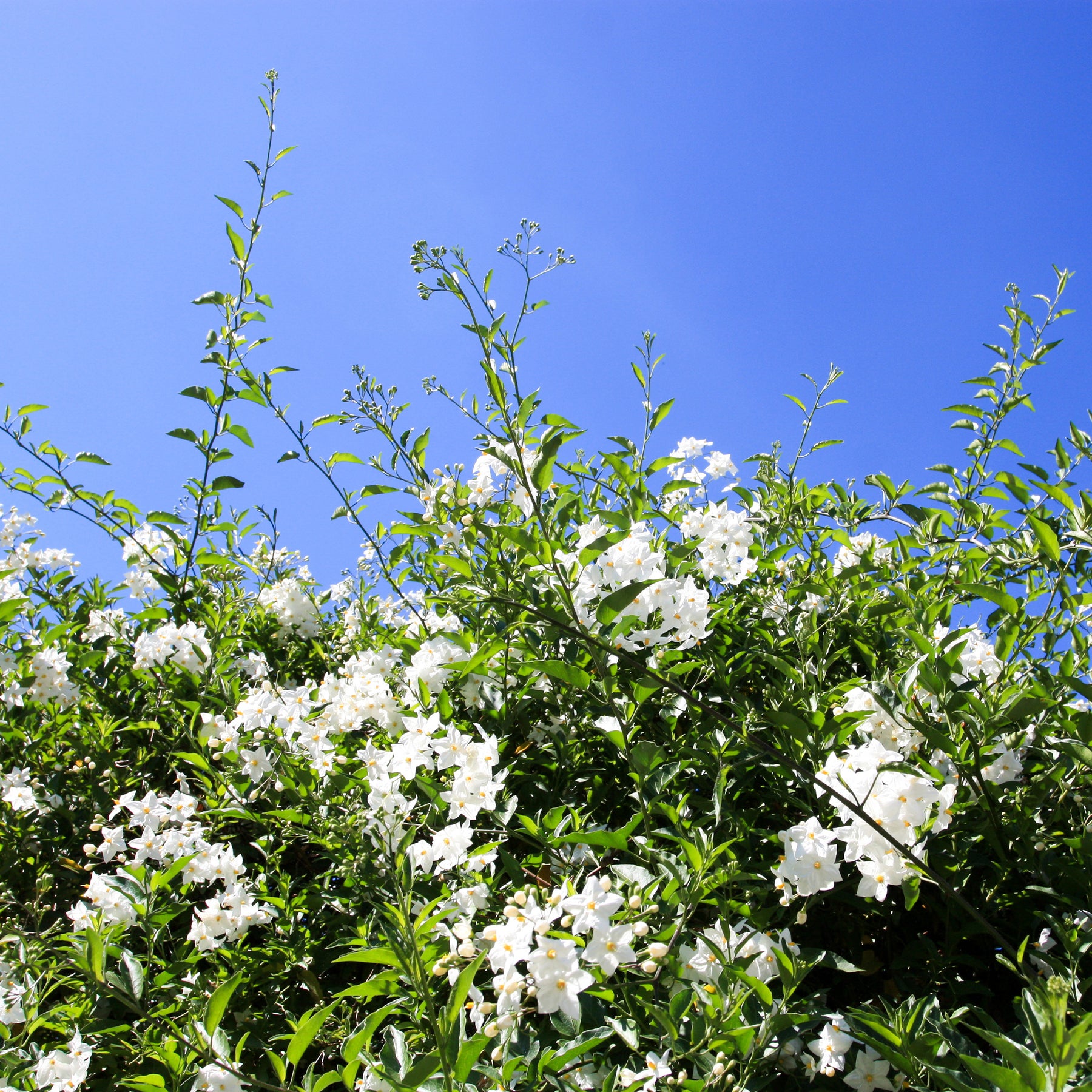 Solanum jasminoides - Morelle faux-jasmin - Jasmins