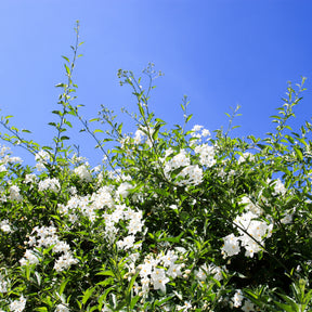 Solanum jasminoides - Morelle faux-jasmin - Jasmins