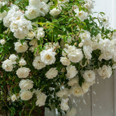Rosier grimpant blanc - Willemse