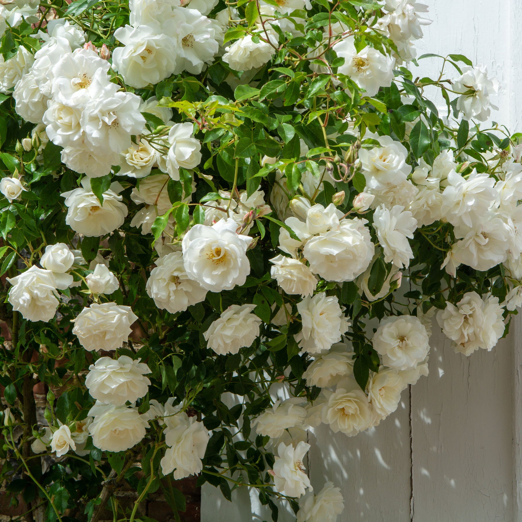 Rosier grimpant blanc - Willemse