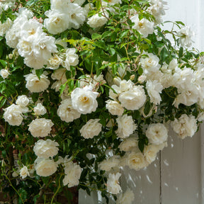 Rosier grimpant blanc - Willemse