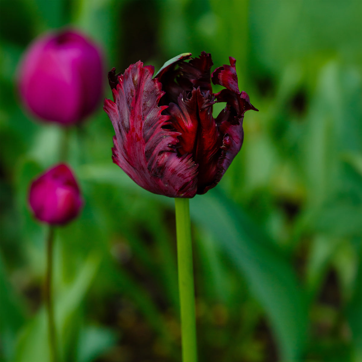 10 Tulipes perroquet Black Parrot - Tulipa Black Parrot - Willemse