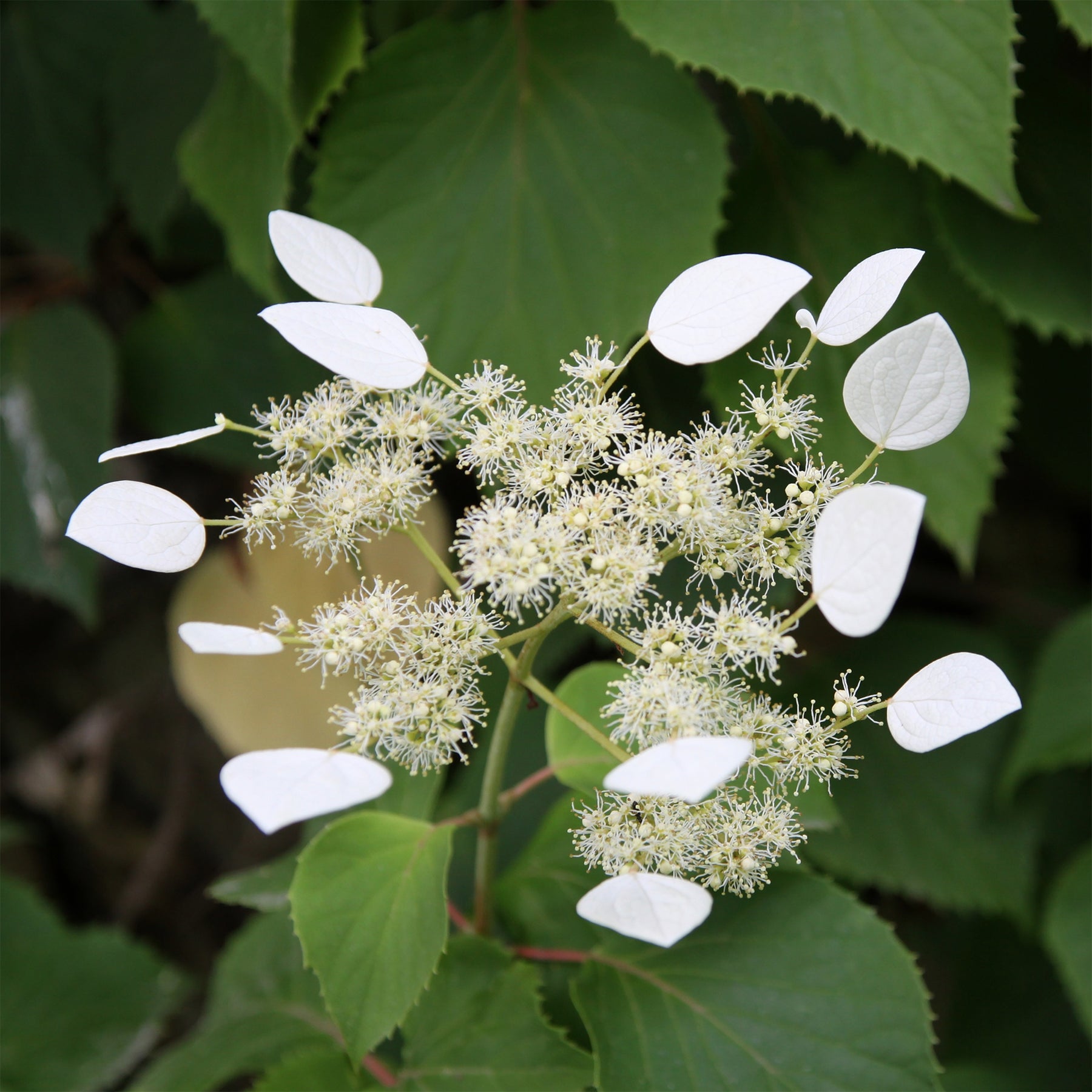 Vente Hortensia grimpant du Japon - Hortensias grimpants