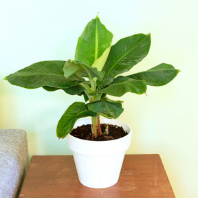 Bananier nain - Bananier nain Dwarf Cavendish - Musa acuminata Dwarf Cavendish