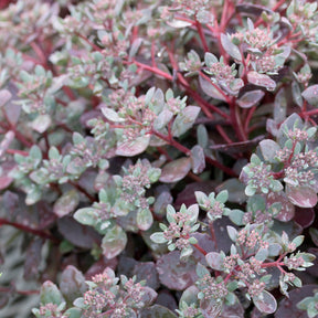 Sedum Sunsparkler® Dazzleberry - Sedum Dazzleberry - Willemse