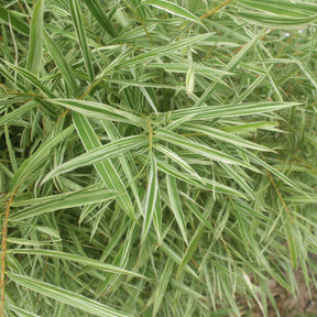 Pleioblastus fortunei variegata - Bambou nain panaché - Bambous