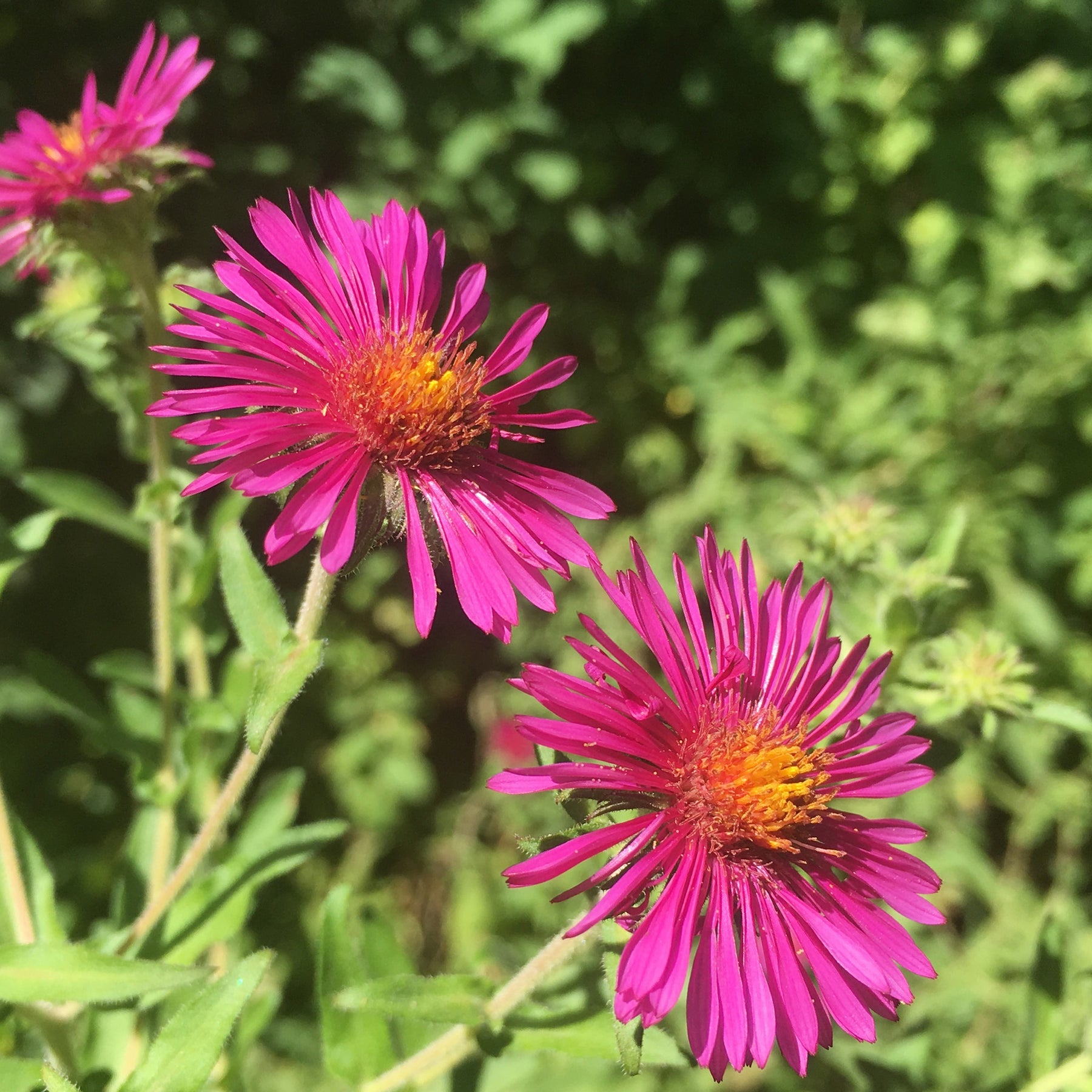 Aster de Nouvelle-Angleterre Septemberrubin - Willemse