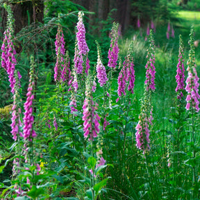 Digitale - Digitale pourpre - Digitalis purpurea