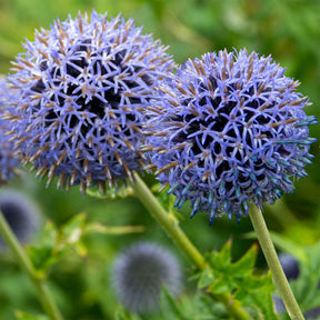 Echinops bannaticus blue globe - Boule azurée Blue Globe - Boule azurée