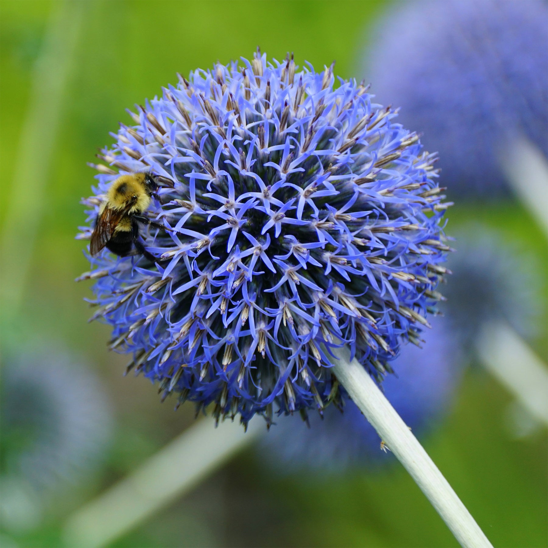 Vente Boule azurée Blue Globe - Echinops bannaticus blue globe