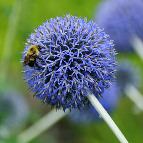 Vente Boule azurée Blue Globe - Echinops bannaticus blue globe