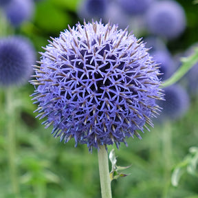 Boule azurée - Boule azurée Blue Globe - Echinops bannaticus blue globe