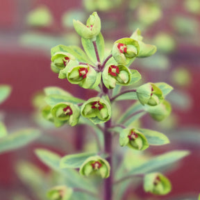 Euphorbia ascot rainbow - Euphorbe de Martin Ascot Rainbow - Euphorbe