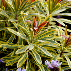 Euphorbe - Euphorbe de Martin Ascot Rainbow - Euphorbia ascot rainbow
