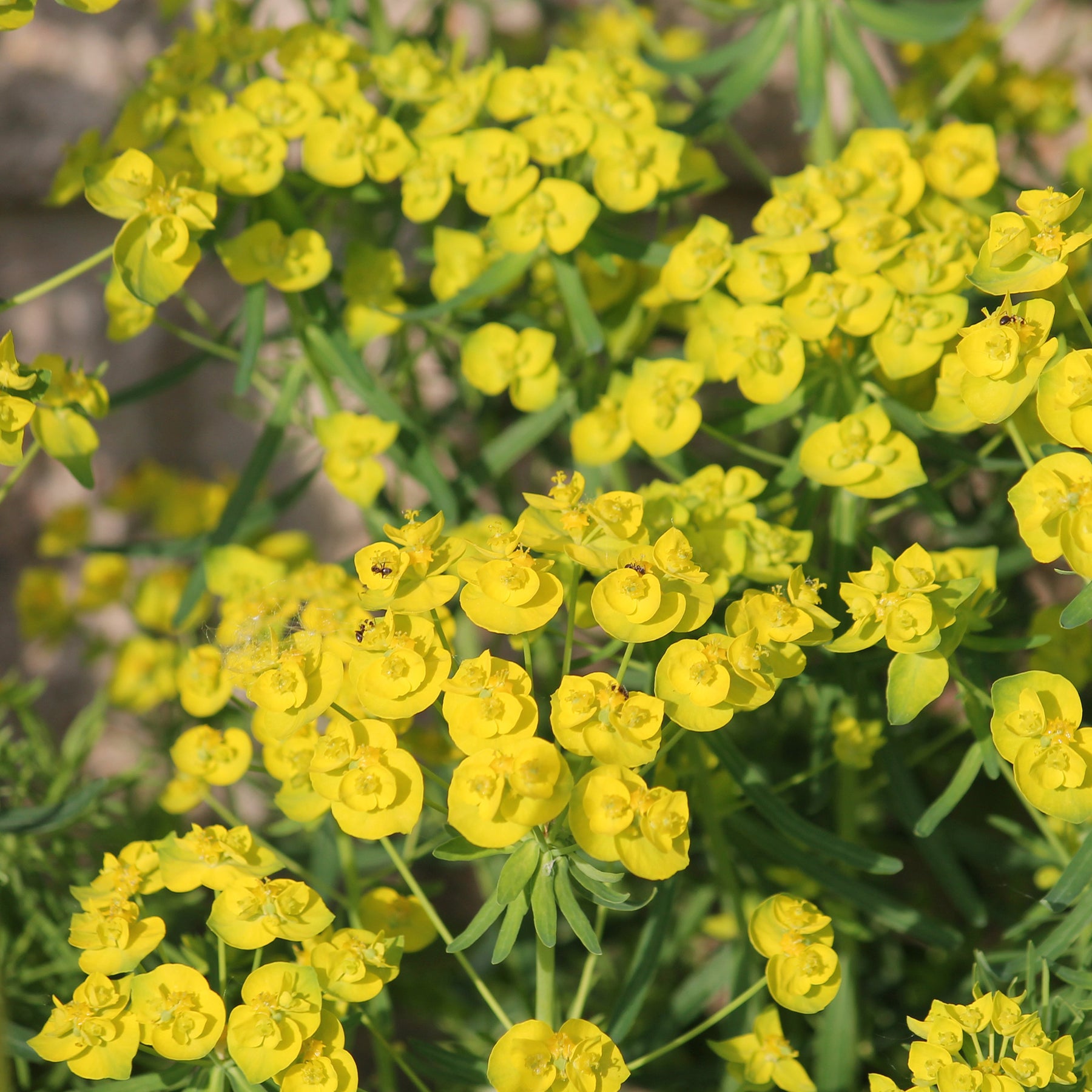 Euphorbe de Waldstein Betten - Willemse