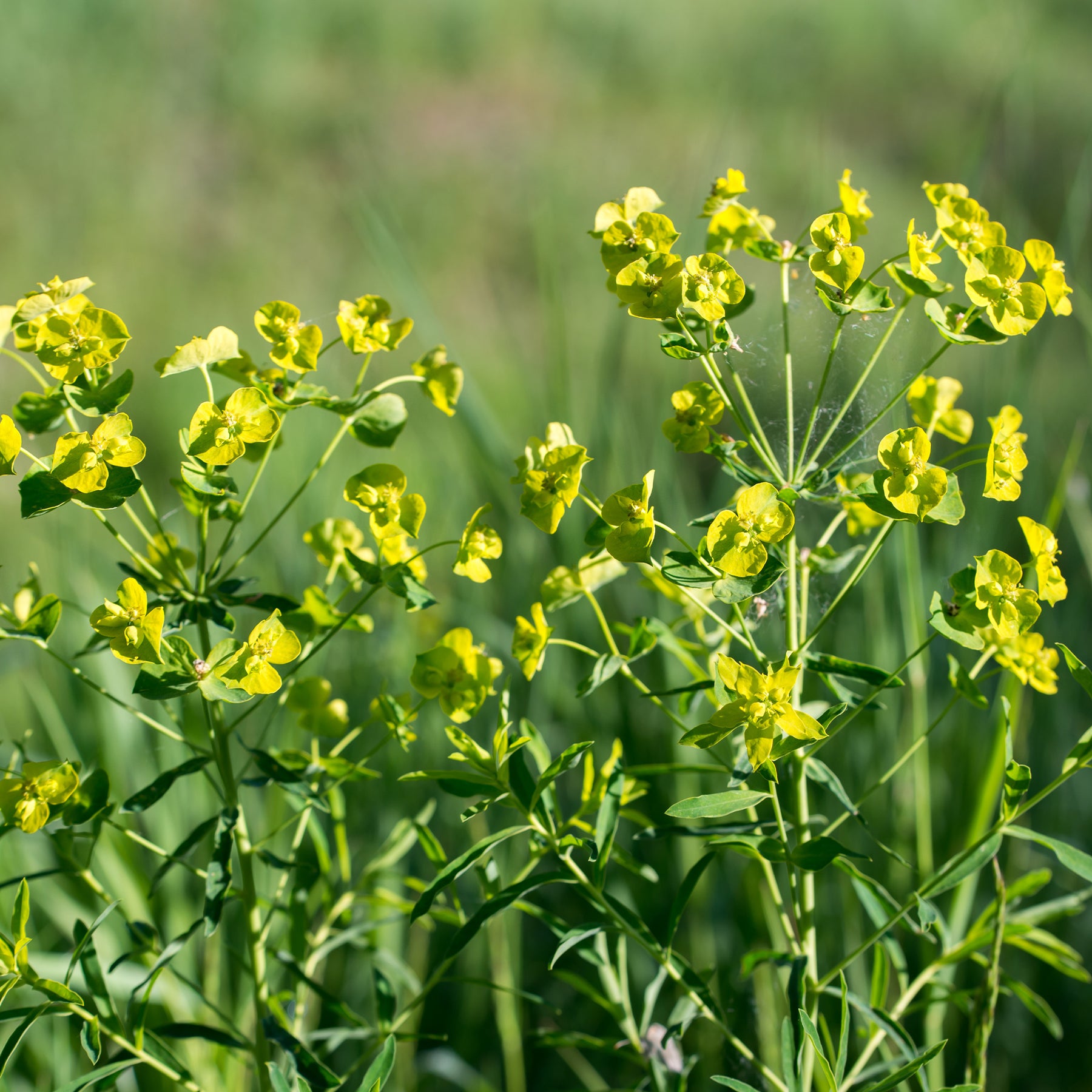 Euphorbe de Waldstein Betten - Euphorbia waldsteinii betten - Willemse