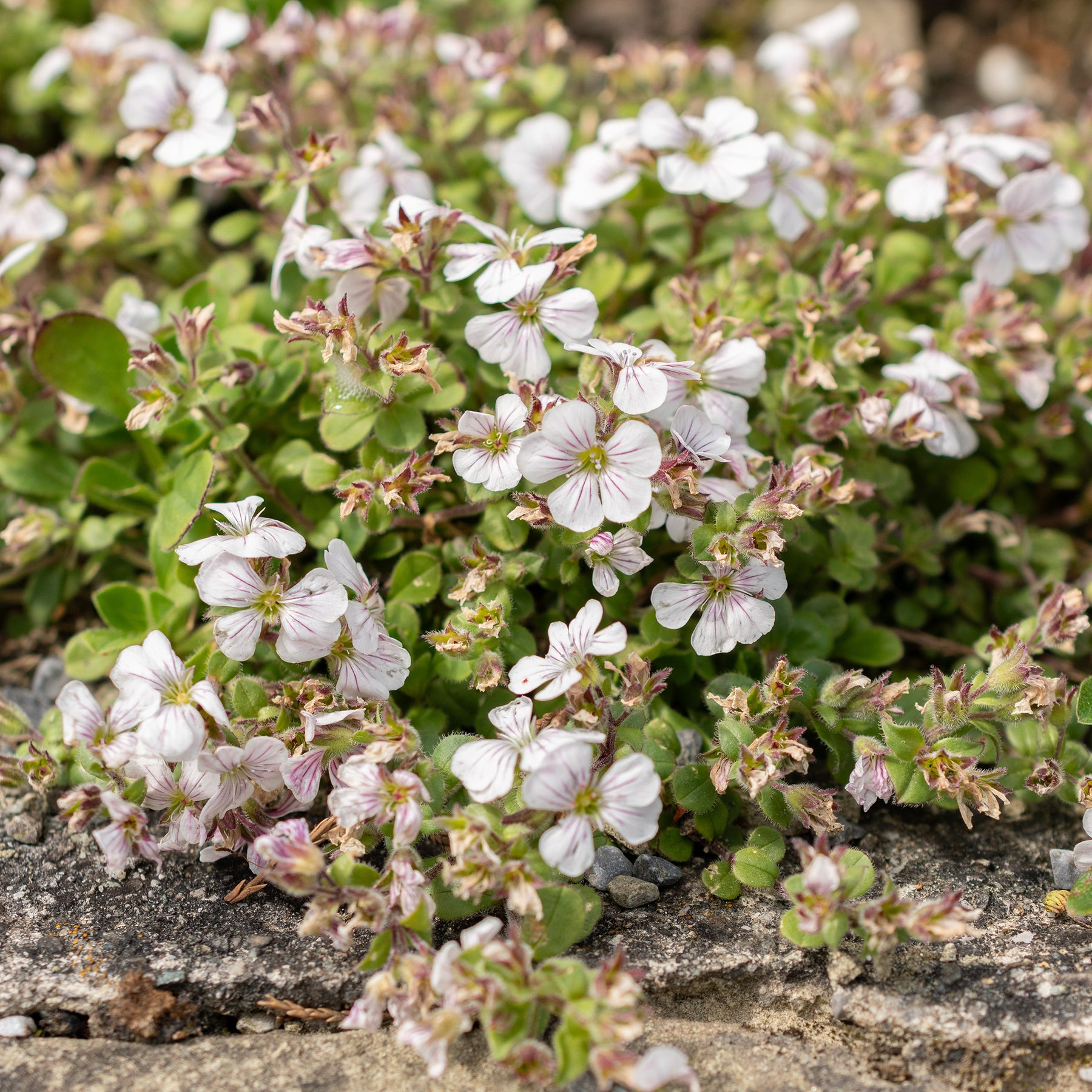 Gypsophile en coussin - Willemse