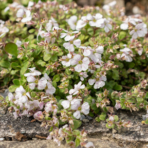 Gypsophile en coussin - Willemse