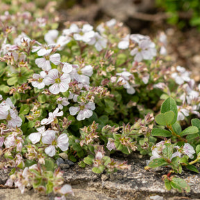 Gypsophile en coussin - Gypsophile - Willemse