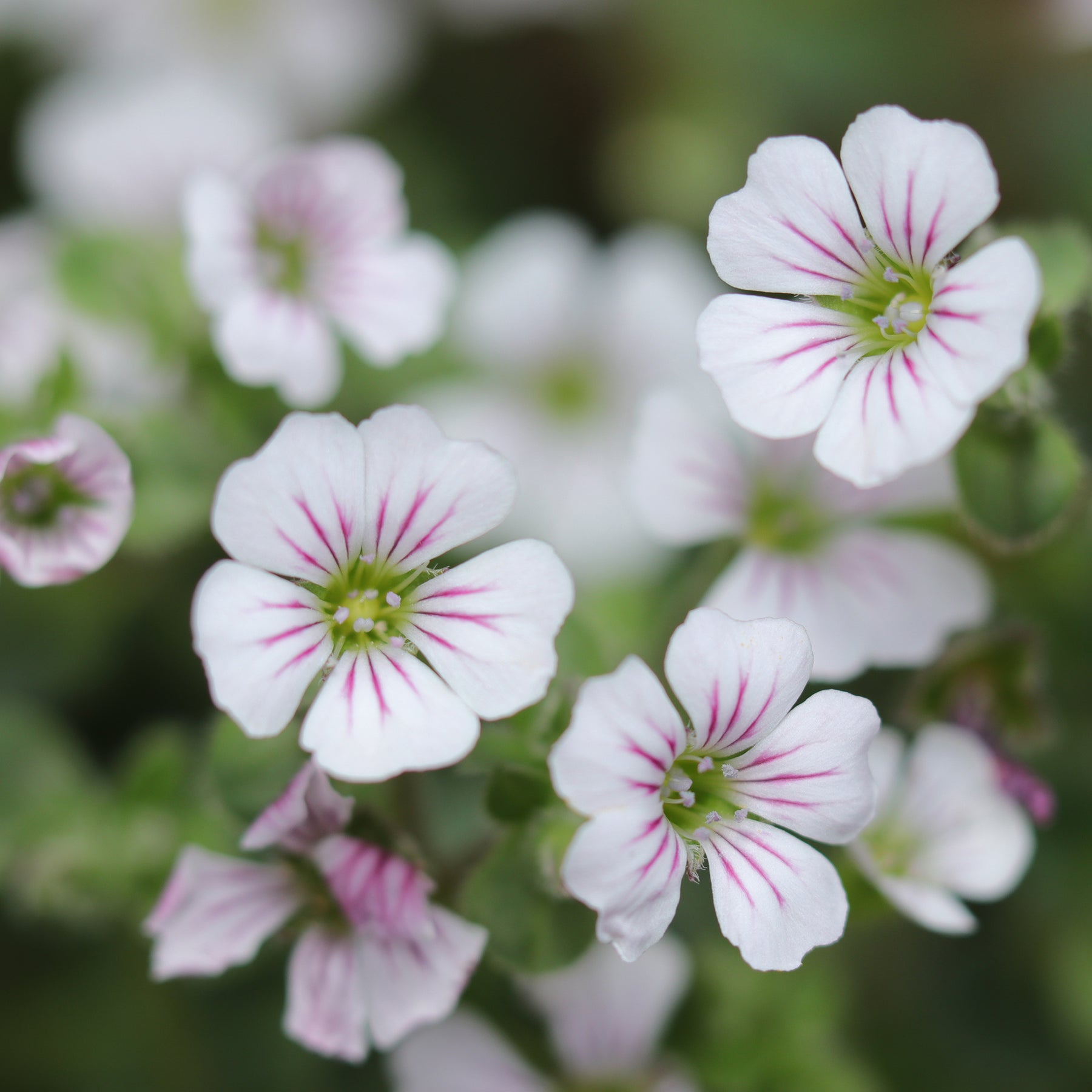 Gypsophila cerastioides - Gypsophile en coussin - Gypsophile