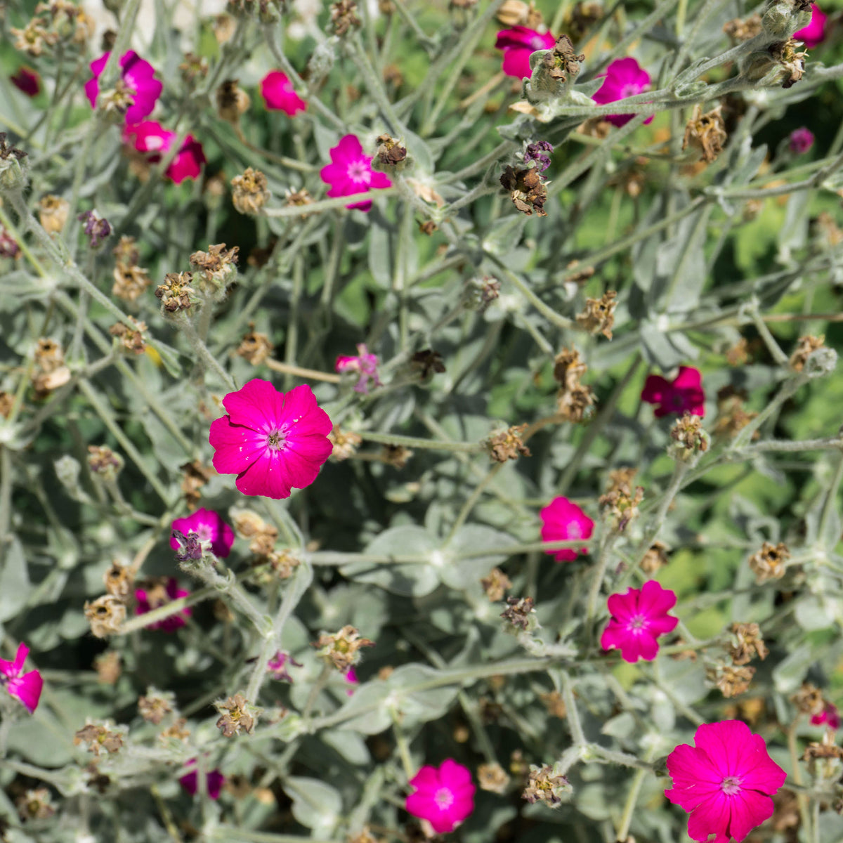 Coquelourde des jardins Atrosanguinea - Willemse