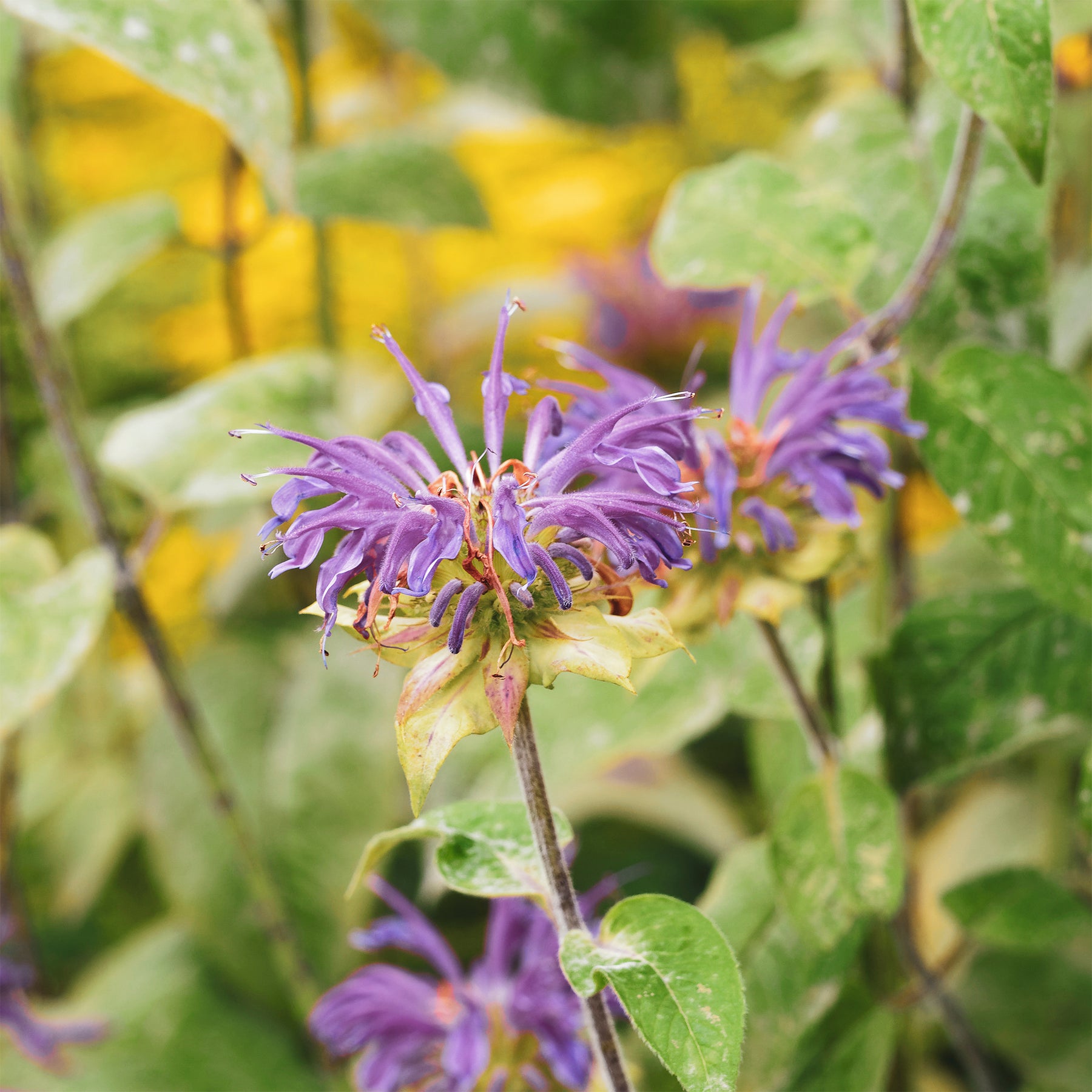 Monarde - Monarde à feuille de menthes - Monarda fistulosa ssp menthifolia