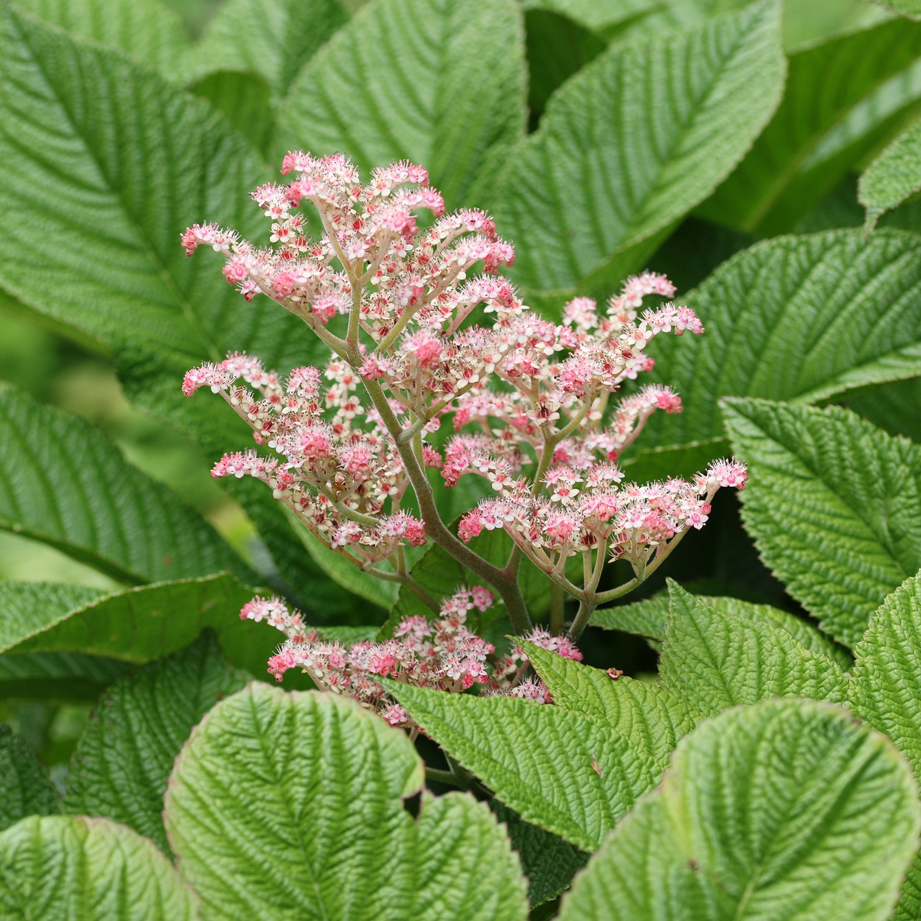 Rodgersia - Rodgersia henrici - Rodgersia henrici