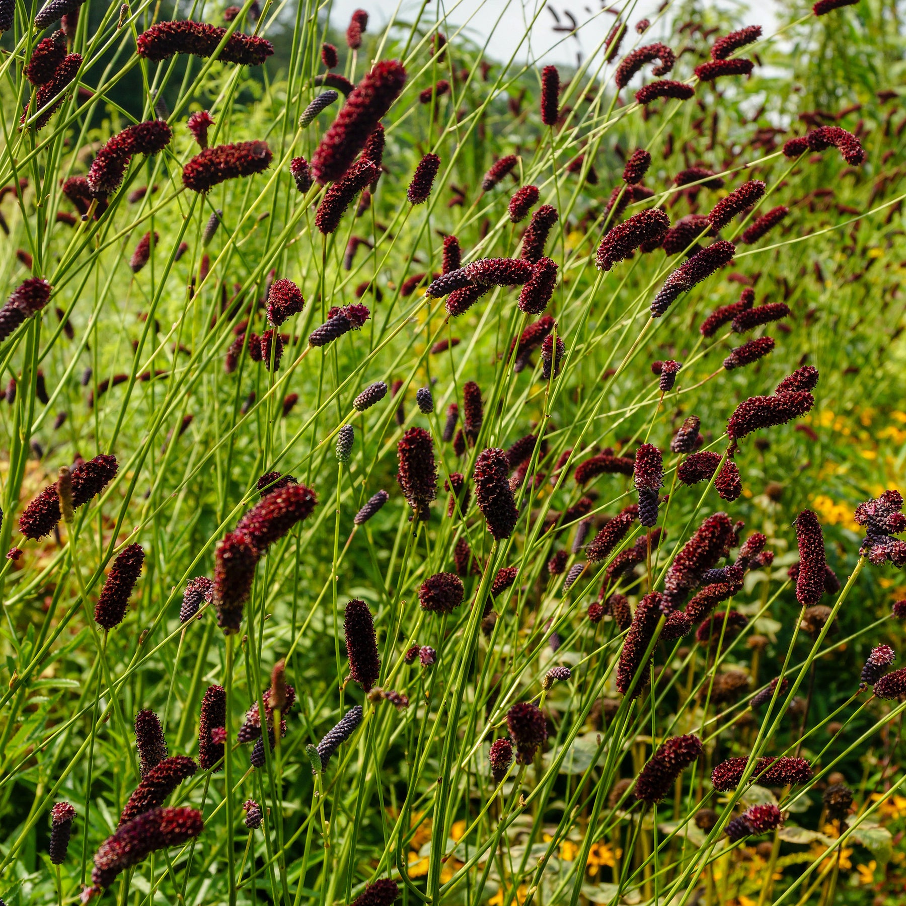 Sanguisorba tenuifolia Purpurea - Pimprenelle à fines feuilles pourpre - Sanguisorbe - Pimprenelle