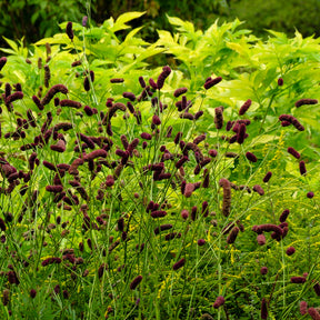 Pimprenelle - Pimprenelle à fines feuilles pourpre - Sanguisorbe - Sanguisorba tenuifolia Purpurea