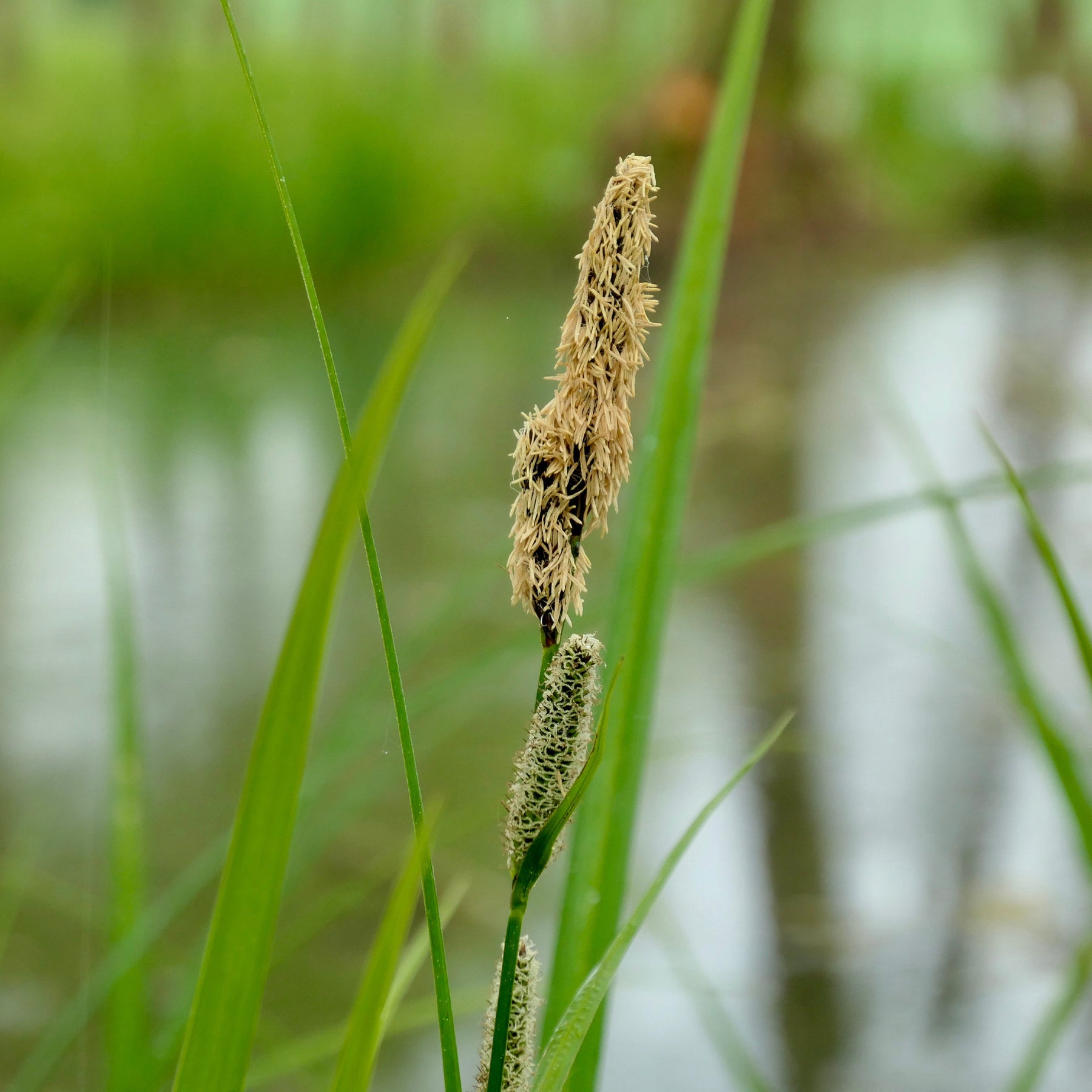 Laîche des marais - Carex