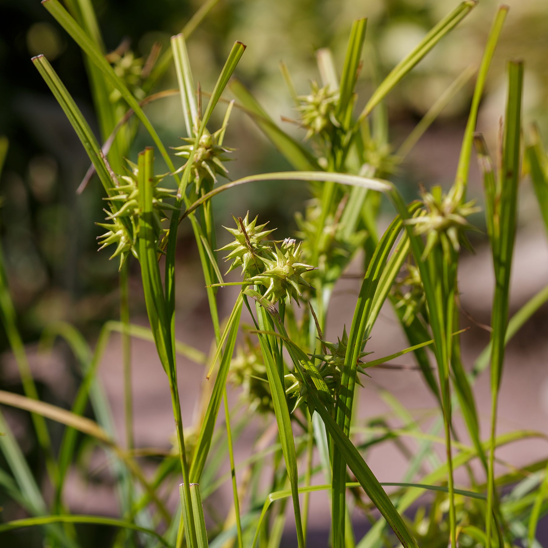 Carex grayi - Laîche massue - Carex