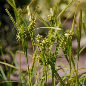 Carex grayi - Laîche massue - Carex
