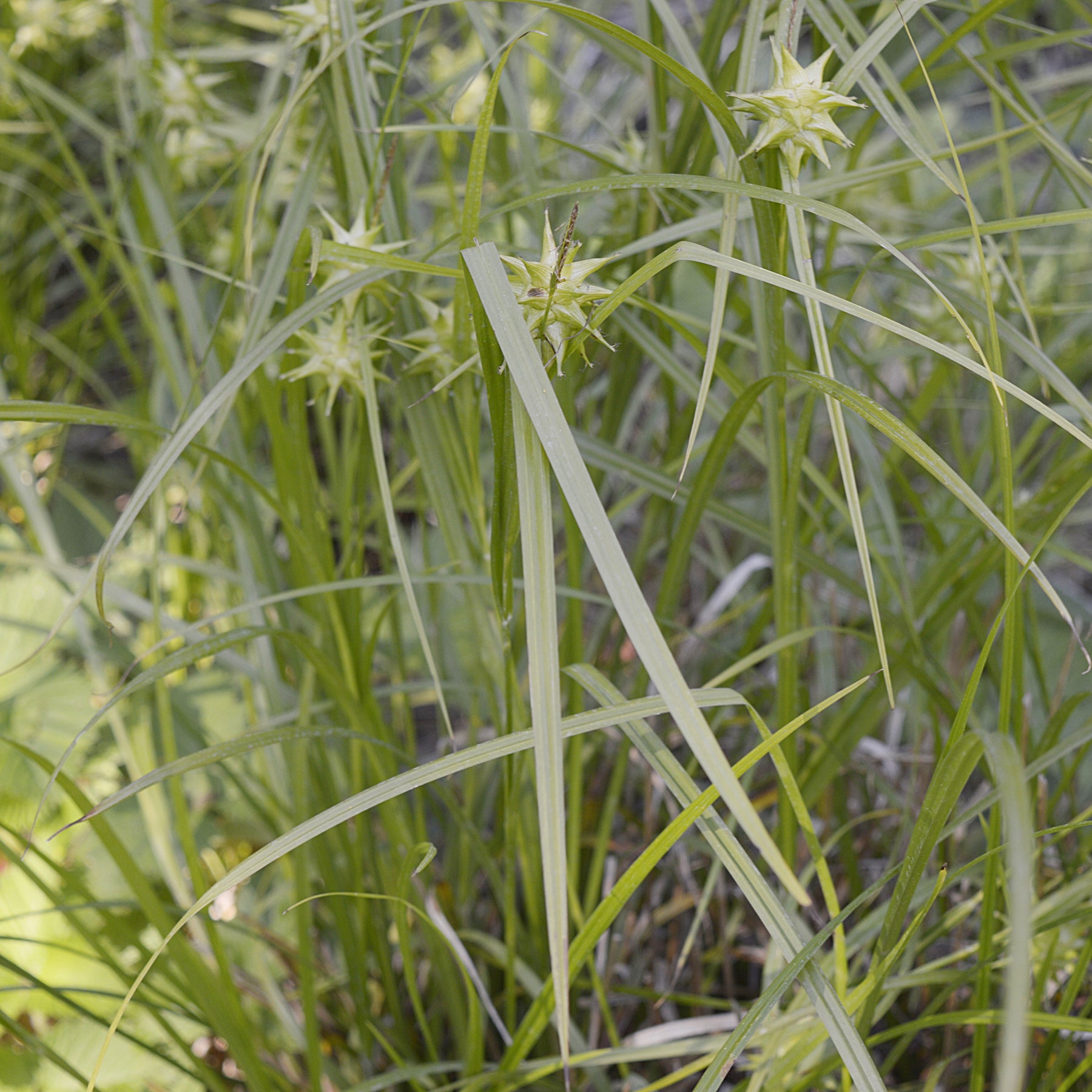Carex - Laîche massue - Carex grayi