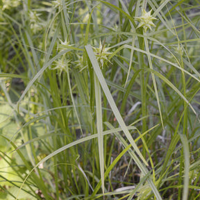 Carex - Laîche massue - Carex grayi