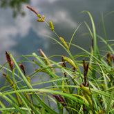 Laîche des rives - Carex - Willemse