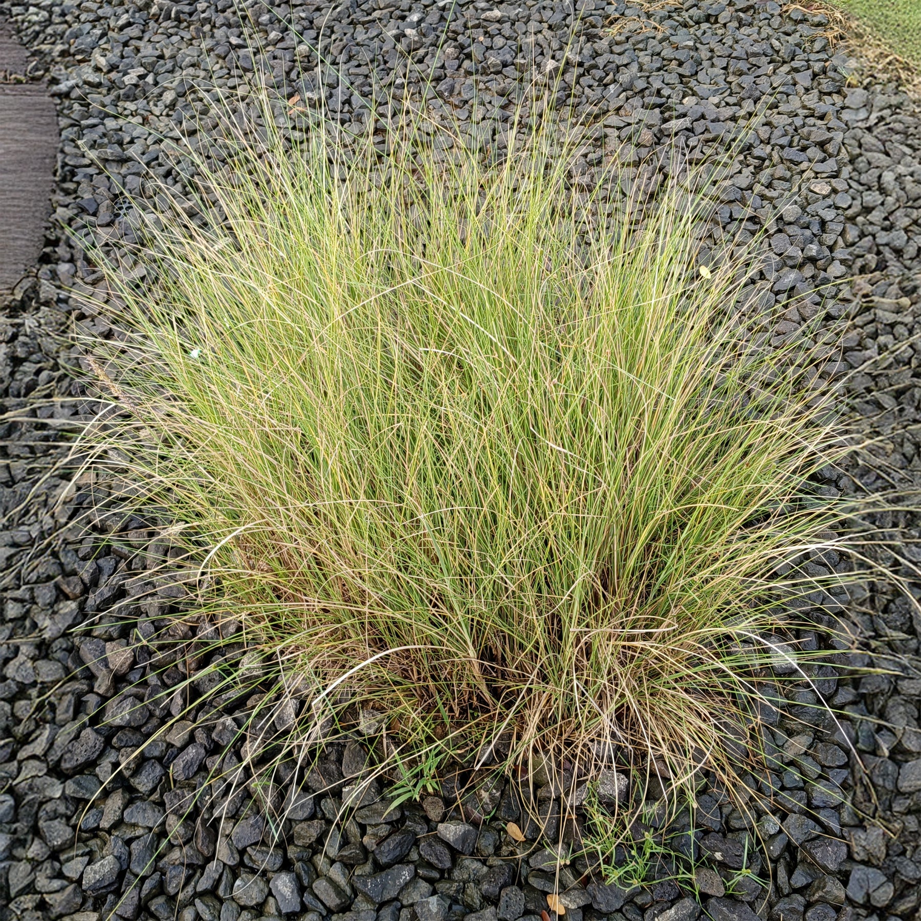 Eragrostis curvula - Herbe d'amour courbée - Graminées