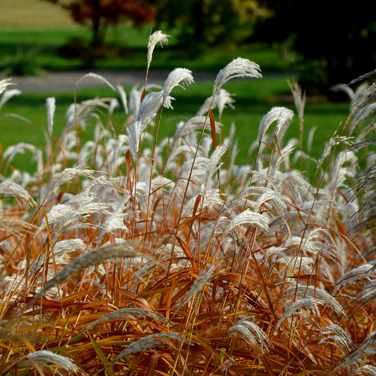 Eulalie Dronning Ingrid - Miscanthus sinensis Dronning Ingrid - Willemse