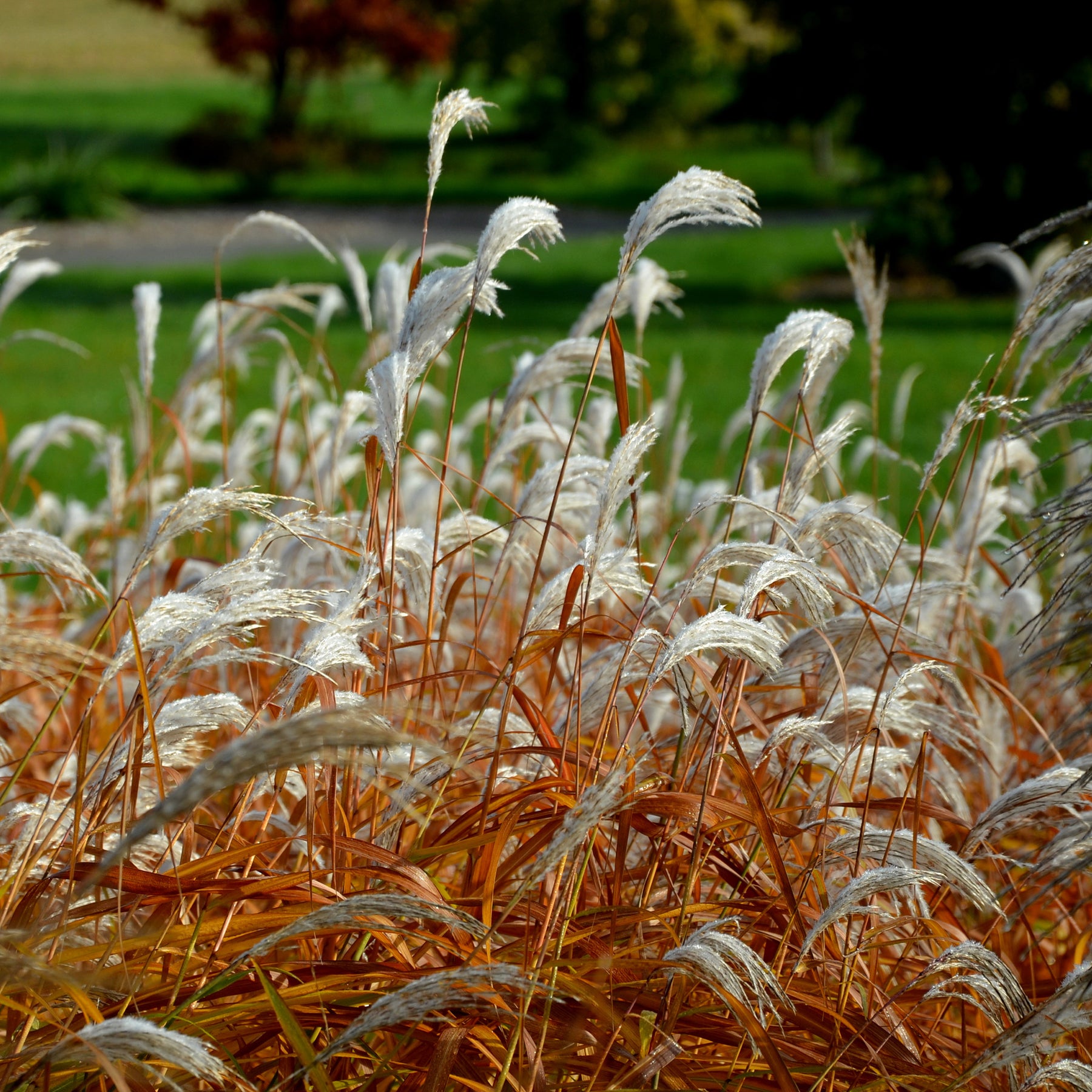 Eulalie Dronning Ingrid - Miscanthus sinensis Dronning Ingrid - Willemse