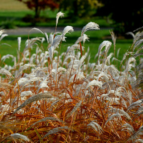 Eulalie Dronning Ingrid - Miscanthus sinensis Dronning Ingrid - Willemse