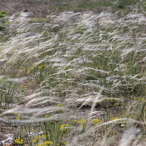 Stipe - Stipa - Stipe admirable - Stipa pulcherrima