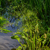 Plantain d'eau lancéolé - Willemse