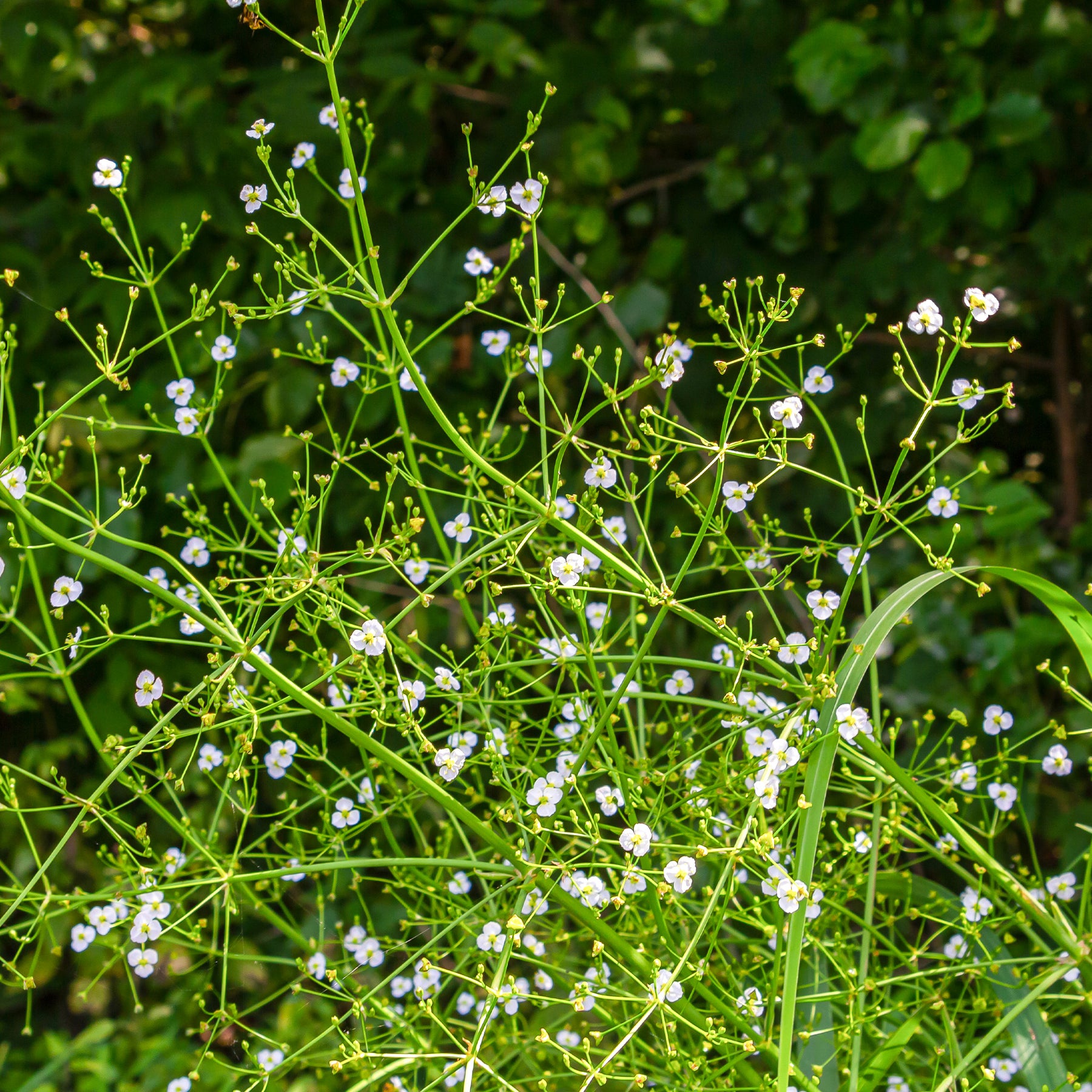 Alisma lanceolatum - Plantain d'eau lancéolé - Plantes de bassins