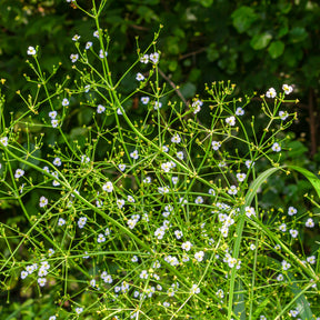 Alisma lanceolatum - Plantain d'eau lancéolé - Plantes de bassins