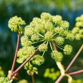 Angélique officinale - Willemse